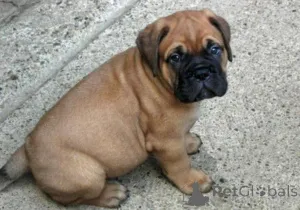 Фото №1. бульмастиф - купить в Filppula за договорная. Объявление №162546