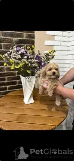 Фото №2 к объявлению №167621 о продаже пуделя (той) - купить в Германии частное объявление, из приюта