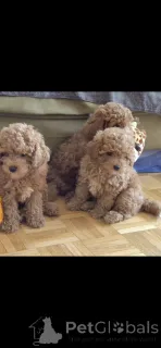 Фото №3. Очаровательные щенки пуделя.  Швейцария