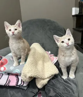 Фото №1. беспородная - купить в Мюнхене за 60299₽. Объявление №150630