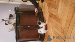 Фото №2 к объявлению №159711 о продаже бивер-йоркширского терьера - купить в Грузии частное объявление