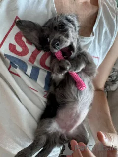 Фото №4. Продажа таксу в Берлине заводчик - цена договорная