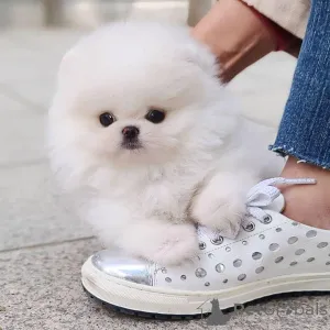 Фото №1. померанский шпиц - купить в Лондоне за Бесплатно. Объявление №141358