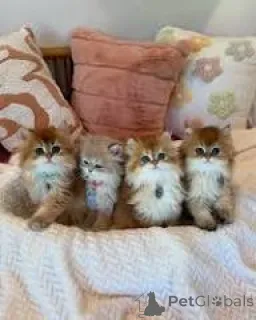 Фото №1. британская длинношёрстная - купить в Париже за 53805₽. Объявление №165521