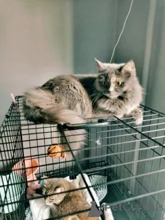 Фото №3. Грейс, чьё имя означает Благодать, ищет свой дом.. Россия