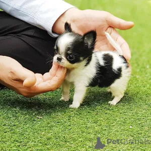 Фото №1.  - купить в Люксембург за 67401₽. Объявление №162889