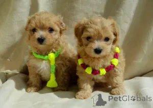 Фото №3. МальтіпуF1MaltipooF1цуценята1,5місpuppies 1.5 months  Ukraine, Kyiv.  Worldwide.  Украина