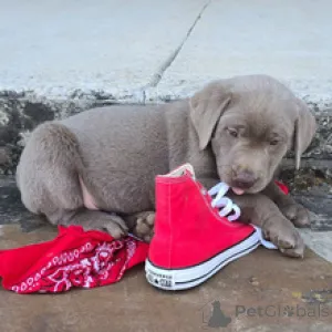 Фото №1. лабрадор-ретривер - купить в Мюнхене за 35947₽. Объявление №166534