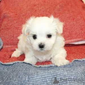 Фото №4. Продажа мальтийскую болонку в Хельсинки частное объявление, из приюта - цена 51022₽