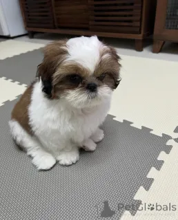 Фото №3. Mamy piękne и zdrowe szczenięta Shih Tzu szukające kochających domów na zawsze.  Польша