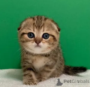 Фото №4. Продам рэгдолла в Беларусь  - цена договорная