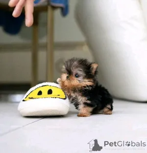 Фото №2 к объявлению №163787 о продаже йоркширского терьера - купить в Финляндии частное объявление, из приюта