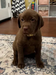 Фото №1. лабрадор-ретривер - купить в Эйндховен за договорная. Объявление №163764