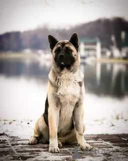 Дополнительные фото: Щенки Акиты