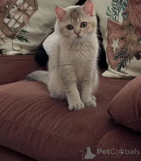 Фото №2 к объявлению №155688 о продаже британская короткошёрстная - купить в Ирландии частное объявление