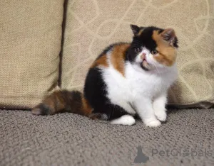 Фото №1. персидская - купить в Берлине за договорная. Объявление №165336