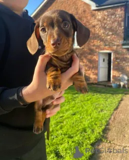 Фото №2 к объявлению №163601 о продаже  - купить в Австралии 