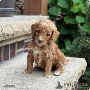 Дополнительные фото: Медведь