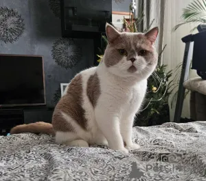 Фото №1. британская короткошёрстная - купить в Брюсселе за договорная. Объявление №165880