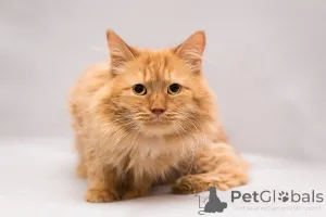 Дополнительные фото: Рыжик ищет дом!