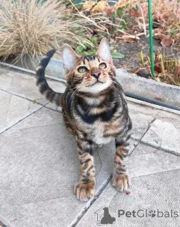 Фото №1. бенгальская - купить в Винер Нойустадт за 69575₽. Объявление №153415