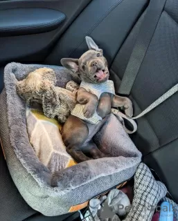 Фото №4. Продажа французского бульдога в Берлине  - цена 56820₽