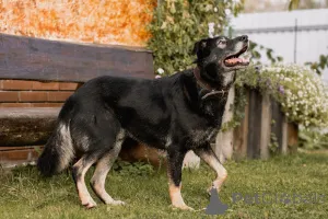 Дополнительные фото: Нежная Алсу в поисках дома!