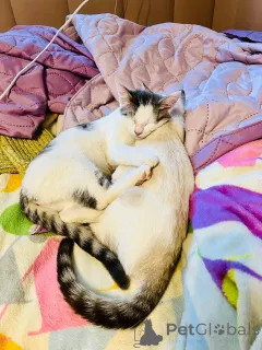 Дополнительные фото: Очаровательный брат с сестричкой в возрасте 4х месяц ищут дом.