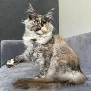 Фото №1. мейн-кун - купить в Гамбург за договорная. Объявление №167776