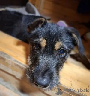 Дополнительные фото: Щенок бородатик Грейси ищет дом.