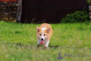 Дополнительные фото: Уэльский корги Пембрук на продажу женщин