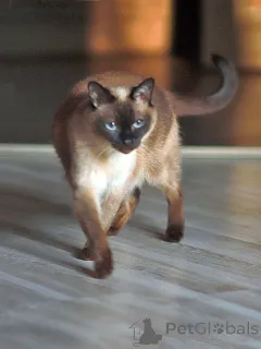 Фото №1. тайская - купить в Санкт-Петербурге за Бесплатно. Объявление №158843