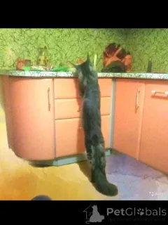 Дополнительные фото: Котята мейн кун