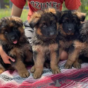 Фото №1. немецкая овчарка - купить в Бранденбург за 92767₽. Объявление №161550