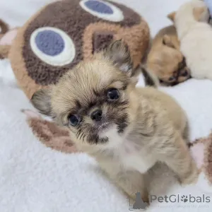 Фото №1. беспородная - купить в Город Теннесси за 71894₽. Объявление №167179