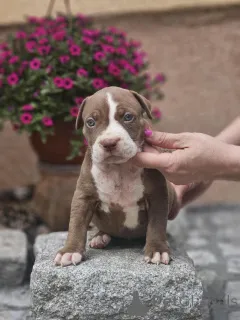 Дополнительные фото: Американский хулиган XL щенки для продажи