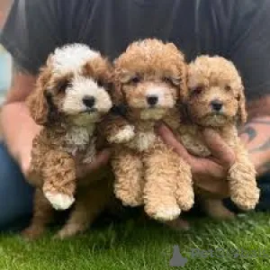 Фото №2 к объявлению №160801 о продаже кавапу - купить в Нидерландах заводчик