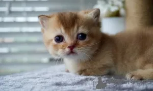 Фото №4. Продам манчкина в Мюнхене заводчик - цена договорная