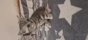 Фото №1. британская короткошёрстная - купить в Ганновер за 18553₽. Объявление №147055