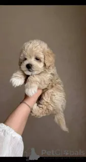 Фото №1. мальтипу - купить в Берлине за договорная. Объявление №154869