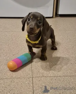 Фото №4. Продажа беспородную в Vienna заводчик - цена 22264₽