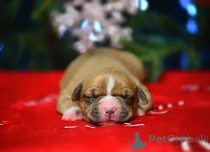 Дополнительные фото: Щенки амстаффа из питомника