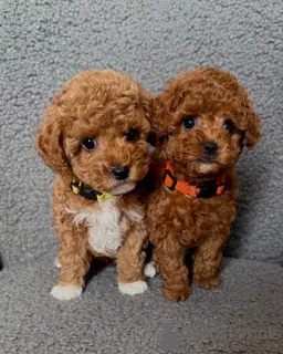 Фото №1. пудель (той) - купить в Лиенц за договорная. Объявление №158386