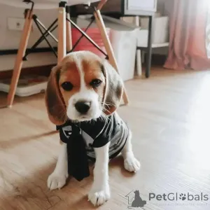Фото №3. Beagle Puppy.  США