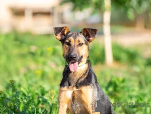 Фото №1. беспородная - купить в Москве реке за Бесплатно. Объявление №163554