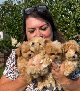 Фото №1. мальтипу - купить в Днипро за 246413₽. Объявление №147473