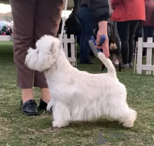 Дополнительные фото: Продаются щенки лучших представителей своей породы West Highland White Terrier