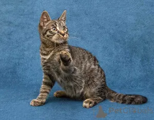 Фото №4. Продам  в Москова частное объявление - цена Бесплатно