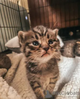 Фото №4. Продам бенгальскую в Новая береза заводчик - цена 36469₽