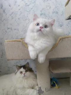 Дополнительные фото: Шотландские котята